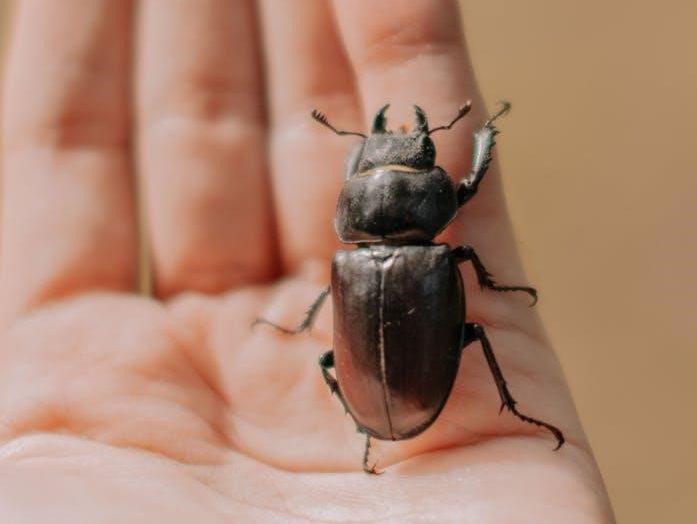 a babysitter’s guide to monster hunting 2