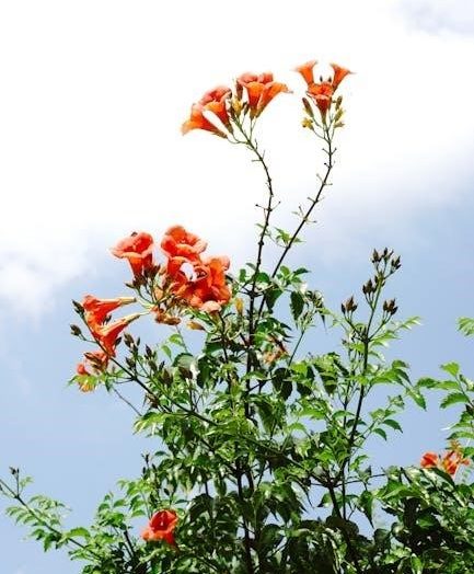 haydn trumpet concerto pdf